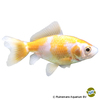 Carassius auratus Goldfish Jikin Red & White