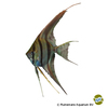 Pterophyllum altum 'Inirida' Inirida Altum Angelfish