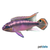 Pelvicachromis pulcher 'Red' Rainbow Krib Red