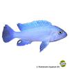Metriaclima callainos 'Blue/Blue' Cobalt Zebra Blue/Blue