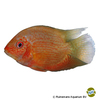 Heros severus 'Red Spotted' Red Spotted Cichlid
