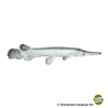 Atractosteus spatula 'Platinum' Alligator Gar Platinum
