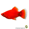 Xiphophorus maculatus var. Platy Coral Red Mickey Mouse