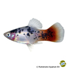 Xiphophorus maculatus var. Platy White Spotted Redtail