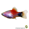 Xiphophorus maculatus var. Platy White Red Top Mickey Mouse