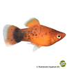 Xiphophorus maculatus var. Platy Coral Red Spotted