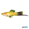 Xiphophorus hellerii var. Swordtail Gold Wagtail