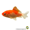 Carassius auratus Goldfish Wakin Red & White