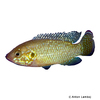 Rubricatochromis sp. 'Guinea 2' Simballa Jewel Cichlid