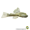 Ancistrus cf. cirrhosus Bristlenose Catfish