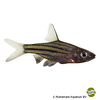 Striuntius lineatus Lined Barb
