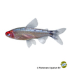 Petitella bleheri 'Diamond' Firehead Tetra Diamond