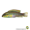 Pelvicachromis pulcher 'Ndonga' Rainbow Krib Ndonga