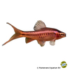 Rohanella titteya 'Longfin' Cherry Barb Longfin