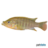 Abactochromis labrosus Malawi Thick-Lipped Cichlid