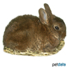 Oryctolagus cuniculus f. dom. Castor Rex Dwarf Rabbit