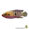 Rubricatochromis stellifer 'Oyo' Oyo Red Cichlid