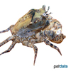 Ceylonthelphusa kandambyi Ceylon Leopard Crab