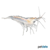 Neocaridina palmata var. 'Green' Green Marble Shrimp