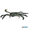 Eriocheir sinensis Chinese Mitten Crab