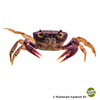 Globitelphusa sp. Indian Lilac Crab