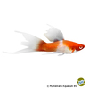Xiphophorus hellerii var. Swordtail Koi Longfin