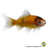 Carassius auratus Goldfish Shubunkin Red