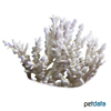 Acropora speciosa Staghorn Coral (SPS)