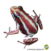 Epipedobates anthonyi 'Santa Maria' Anthony's Poison Arrow Frog