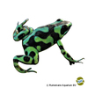 Dendrobates auratus 'Green' Green-Golden Dart Frog