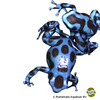 Dendrobates auratus 'Blue' Blue-Golden Dart Frog