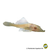 Pterygoplichthys pardalis 'Albino' Amazon Sailfin Catfish Albino
