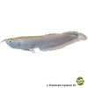 Osteoglossum bicirrhosum 'Albino' Arowana Albino
