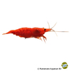 Neocaridina davidi var. 'Red Sakura' Red Sakura Shrimp (SS)