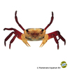 Lepidothelphusa sp. 'Yellow Witcher' Yellow Witcher Crab