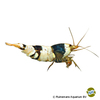 Caridina logemanni 'Crystal Black' Black Bee Shrimp (S)
