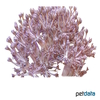 Paralemnalia sp. Carnation Tree Coral
