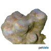 Montipora tuberculosa 'Green' Micropora Coral (SPS)