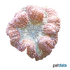 Lobophyllia robusta Lobo Brain Coral Multicolored (LPS)