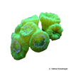 Caulastraea furcata 'Neon Green' Trumpet Coral (LPS)