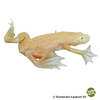 Hymenochirus boettgeri 'Gold' Congo Dwarf Clawed Frog
