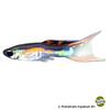 Poecilia wingei 'Cumana Lasertail' Endler's Guppy Cumana Lasertail