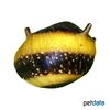 Clithon corona 'Bicolor' Horned Nerite Snail Bicolor