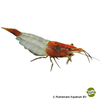 Neocaridina sp. 'Red Rili' Red Rili Shrimp