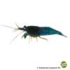 Neocaridina sp. 'Blue Diamond' Blue Diamond Shrimp