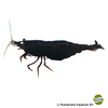 Neocaridina sp. 'Black' Black Shrimp