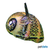Clithon corona 'Tiger' Horned Nerite Snail Tiger