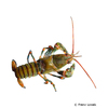Cambarus howardi Chattahoochee Crayfish