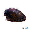Acroloxus lacustris Lake Limpet