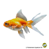 Carassius auratus auratus Fantail Telescope Red & White